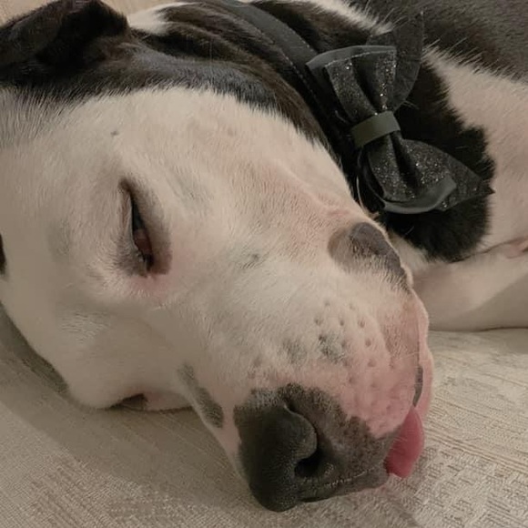 Bat - Pet Collar Accessory - Picture 8 of 10